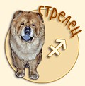 Стрелец собака ребёнок Стрелец собака ребёнок