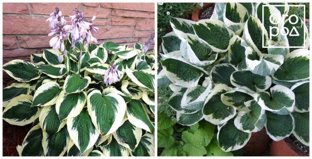   Hosta Patriot