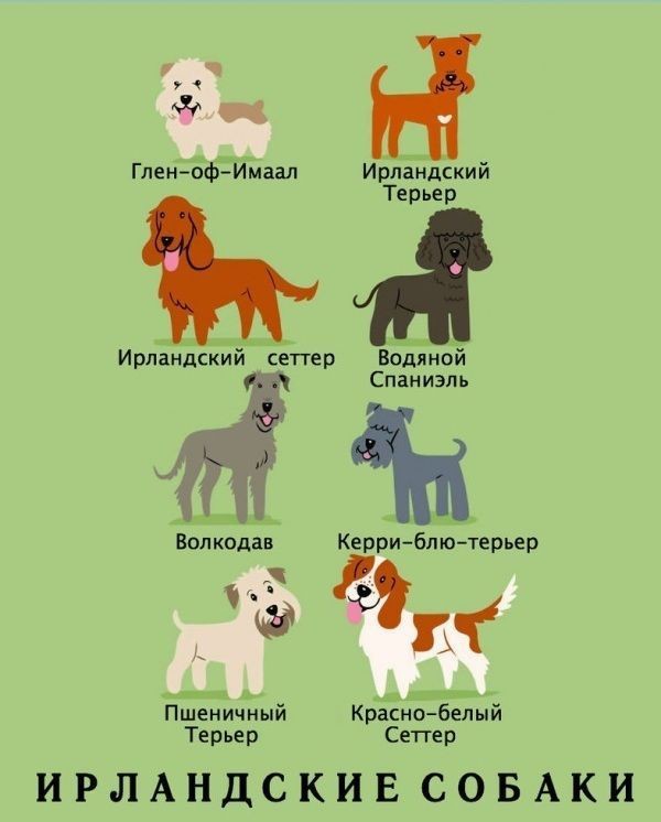 Какой национальности ваша собака? породы, собаки, страна