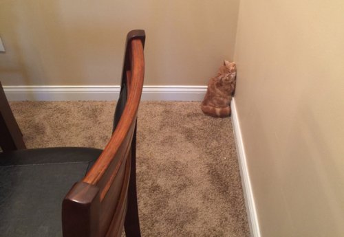 Домашние животные, уснувшие в самых неожиданных местах и позах (37 фото) Домашние животные, уснувшие в самых неожиданных местах и позах (37 фото)