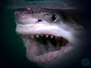 челюсти белой акулы