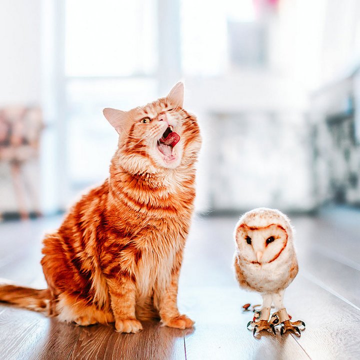 кот