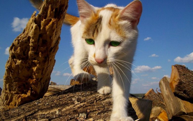 Как использовать котов в хозяйстве) Как использовать котов в хозяйстве)