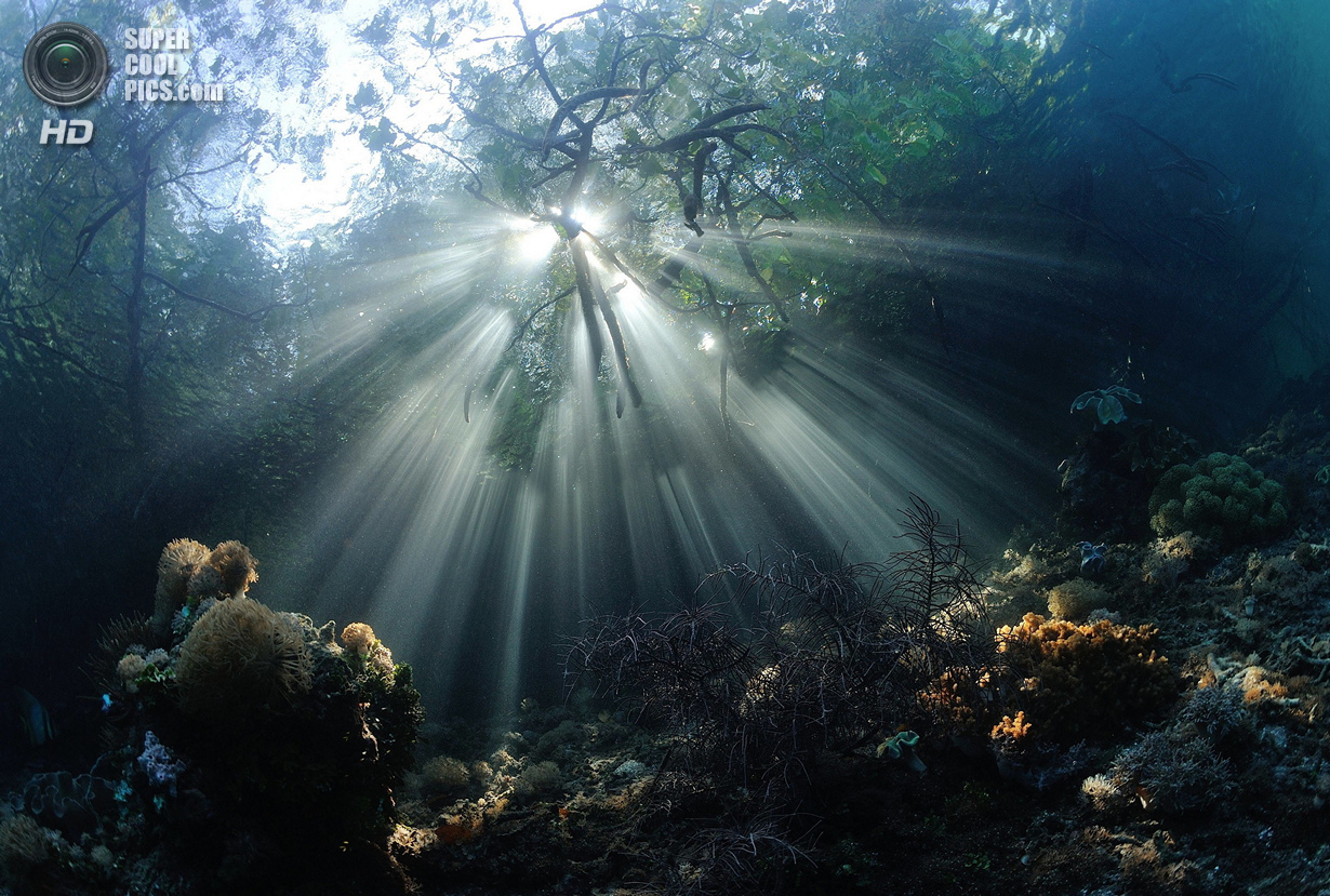 : Wide-angle/Natural Light. 1 . (Nadya Kulagina/UnderwaterPhotography.com)