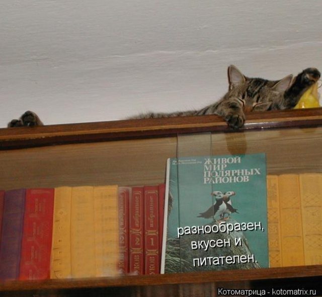Самые смешные котоматрицы для хорошего настроения) Самые смешные котоматрицы для хорошего настроения)