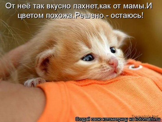 Котоматрица 18