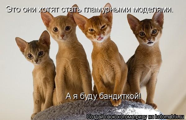 Как вычислить “кошатника"(55 фото)