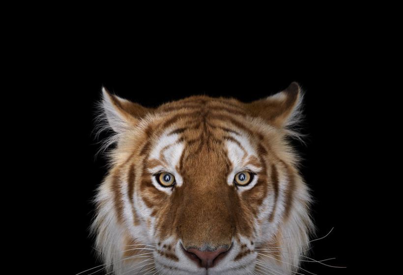 i-create-studio-portraits-of-exotic-animals-looking-directly-into-the-camera8__880