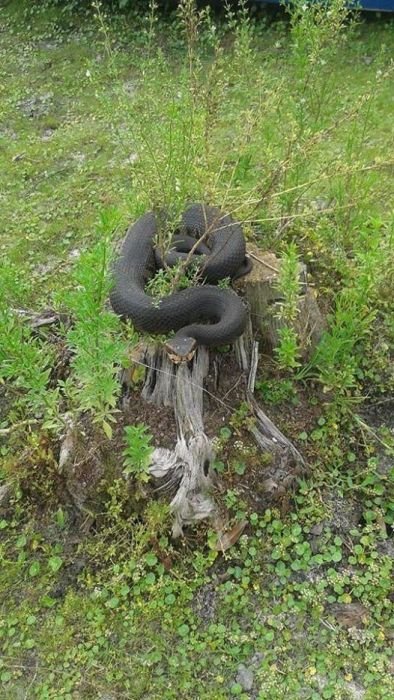 Доцеловался со змеями (9 фото)
