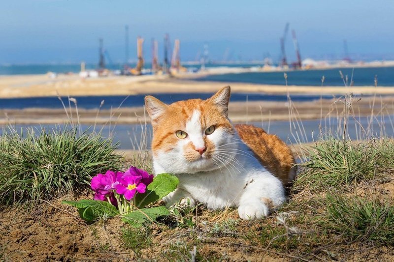 Кот Мостик Крымский мост, кот Мостик, фоторепортаж