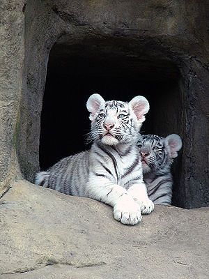 Такие милые детёныши животных Такие милые детёныши животных