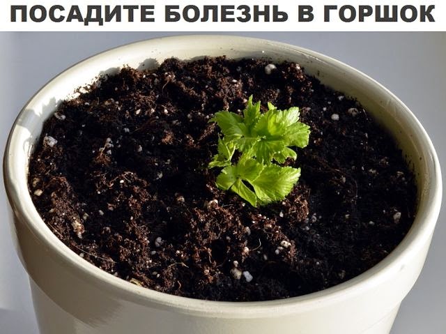 Посадите болезнь в горшок