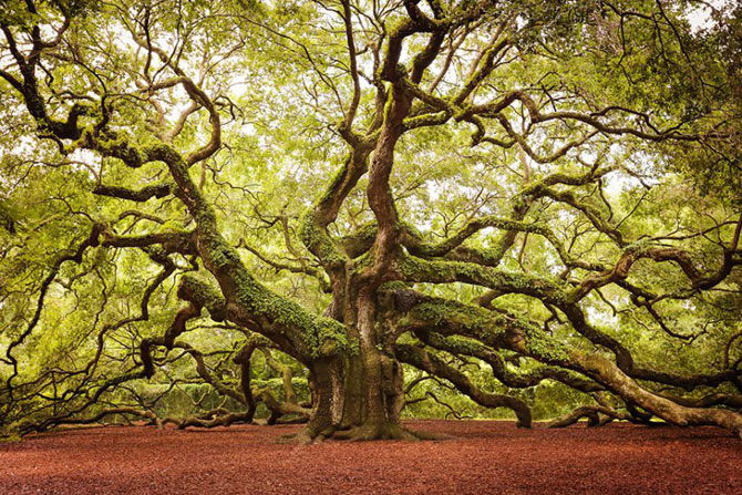 15 самых великолепных в мире видов деревьев