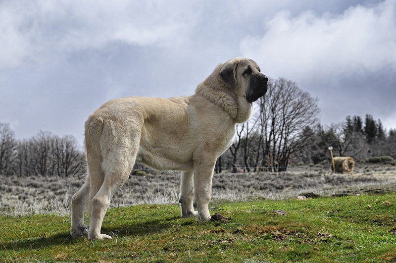 самые крупные породы собак: Испанский мастиф. фото