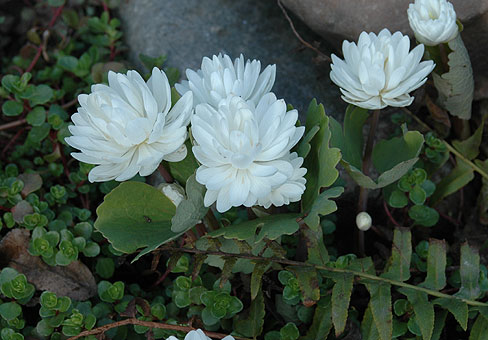 Сангвинария (Sanguinaria) Сангвинария (Sanguinaria)