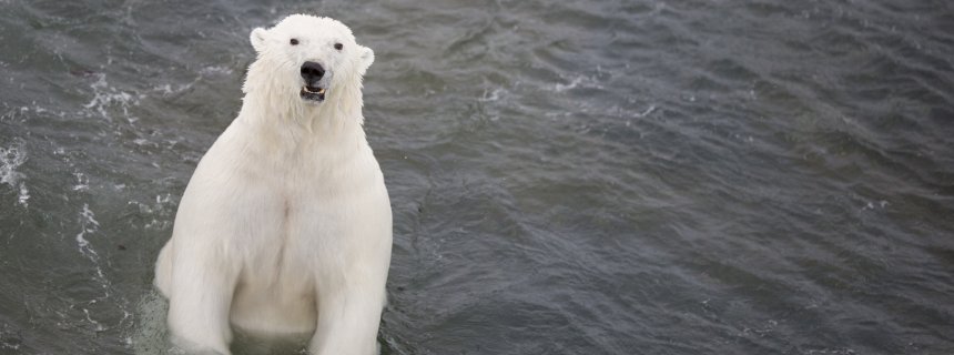 Zählung in der Arktis: Ein Eisbär, zwei Eisbären...