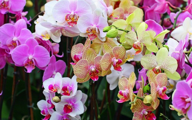 Фаленопсис принадлежит к числу самым распространённых представителей орхидных