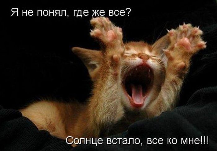 Кошачий фотопост! Кошачий фотопост! коты, юмор