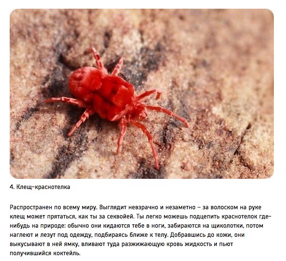 10 животных, которые могут тебя съесть 10 животных, которые могут тебя съесть