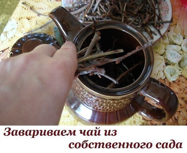 Завариваем чай из собственного сада. Завариваем чай из собственного сада.