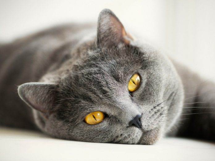 Хитрый кот Хитрый кот