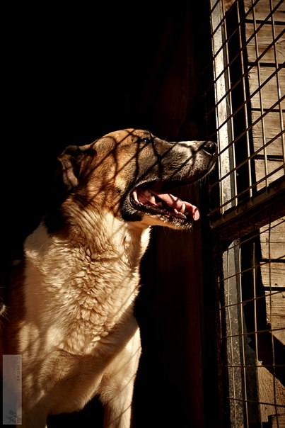 Реальность сложного, но приятного хобби. Я владелец приюта......