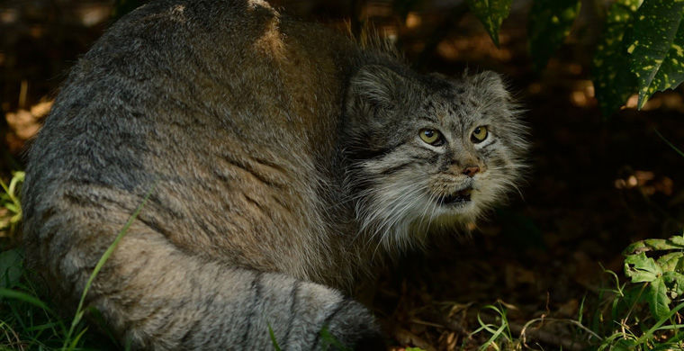 Редкие животные России