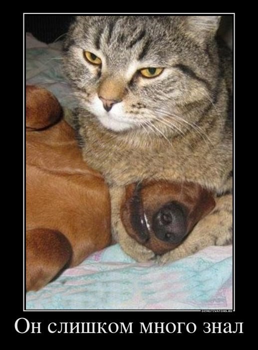 Кошки и собаки. Враги или друзья? животные, коты, кошки и собаки, прикол