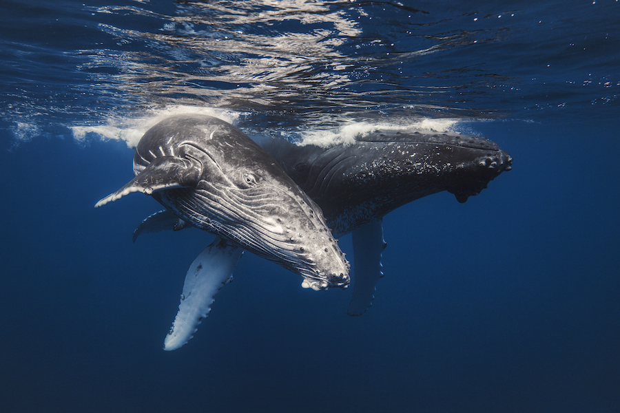 Удивительная фотоистория съёмки китов от подводного фотографа Габи Баратью вода, кит, съёмка, фотоистория