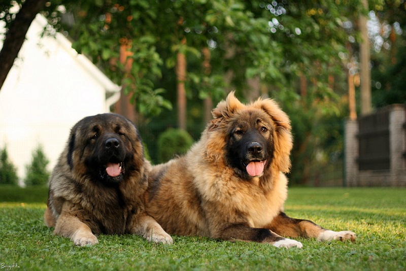 картинки собак больших пород: Кавказская овчарка 