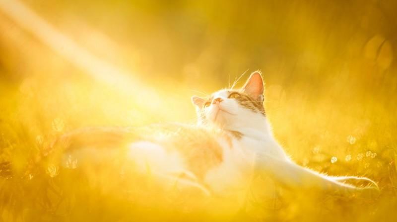 Всем любителям кошек посвящается cats08 800x449 Всем любителям кошек посвящается