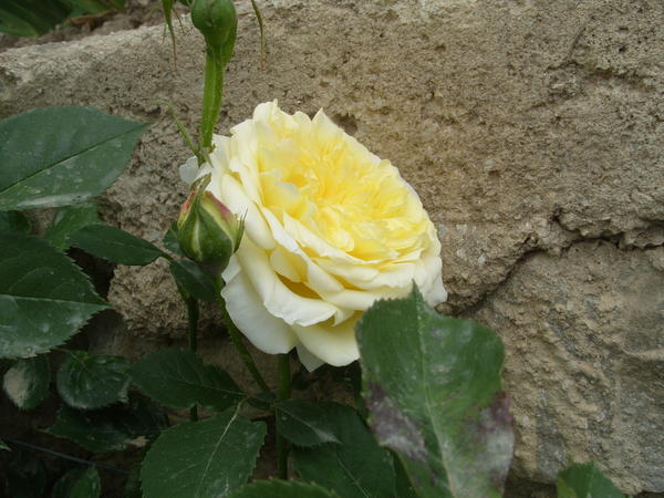 Романтическая роза сорт The Piligrim