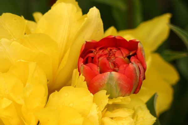 Махровые Ранние тюльпаны