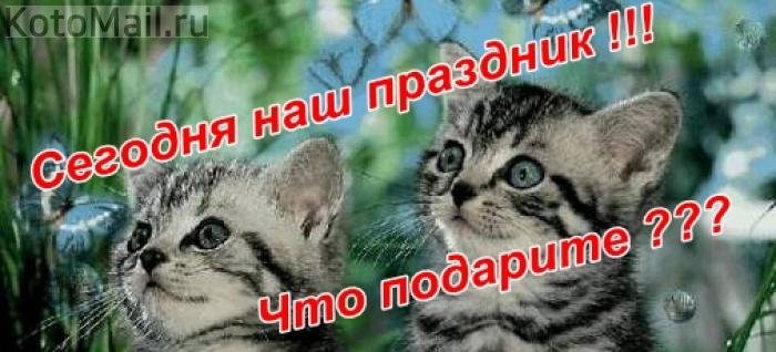 1 марта - Всемирный день кошек