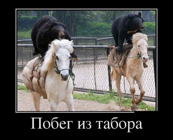 Демотиваторы (30 фото) Демотиваторы (30 фото)