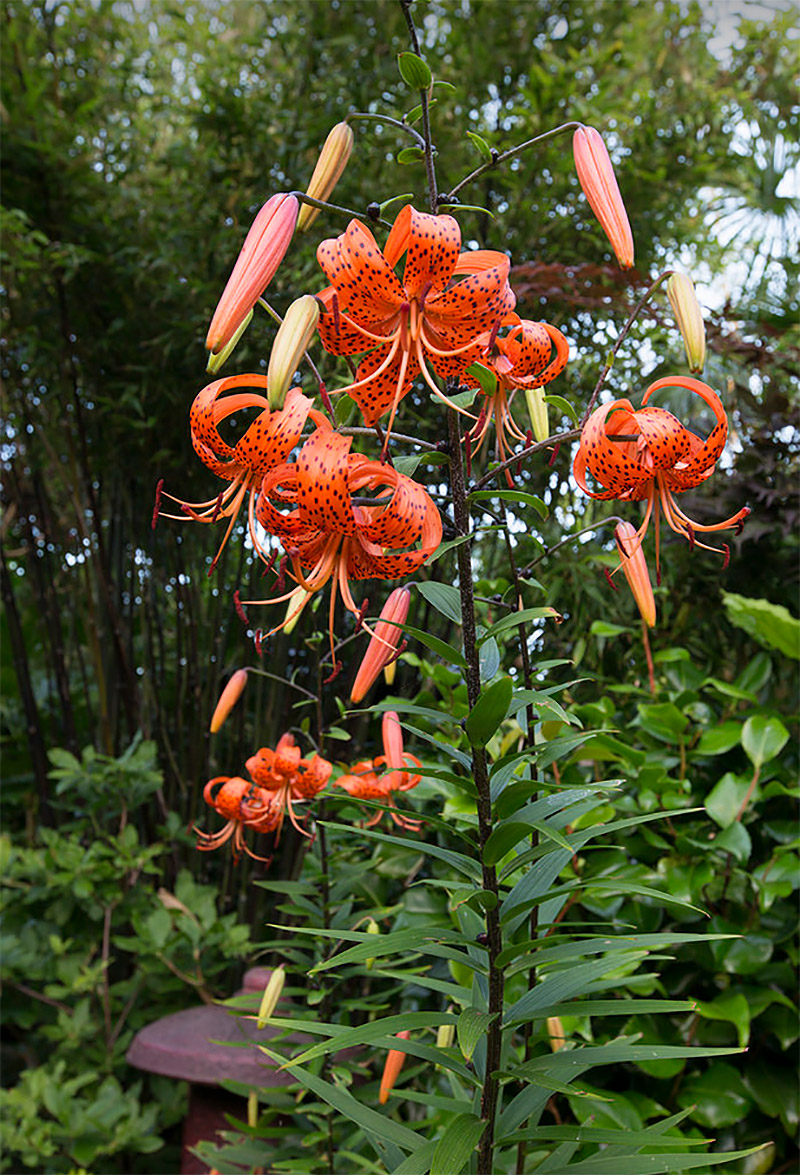 Four Seasons Garden