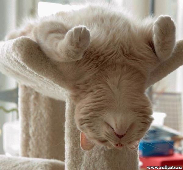 http://www.roflcats.ru/uploads/posts/2010-01/1264212303_www.roflcats.ru-90.jpg