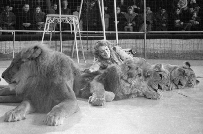 Ковер из львов, 1964 год | Фото: ria.ru Ковер из львов, 1964 год | Фото: ria.ru