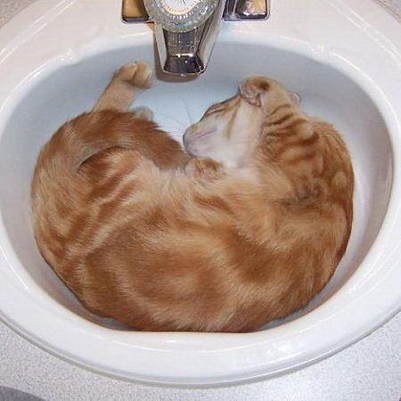 Как спят коты и кошки Как спят коты и кошки...