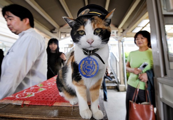 Знакомьтесь, кошка Тама! кошки, факты, япония