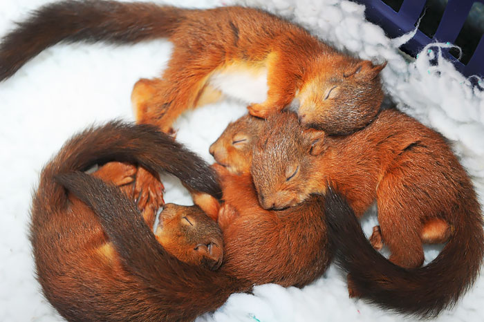         Sanctuary Wildlife Care  , .