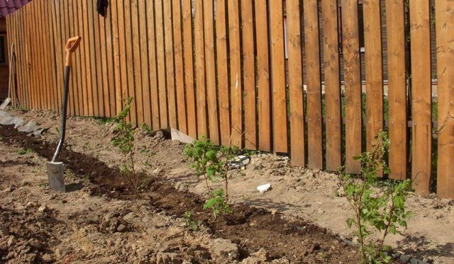 Саженцы малины сажают за 15-20 дней до наступления заморозков Посадки малины