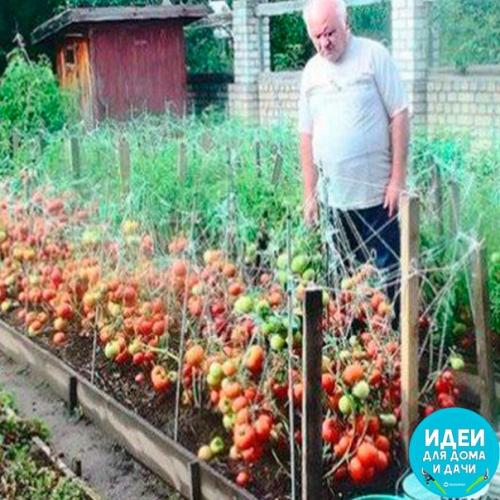 Полезные советы: Дедовский рецепт для томатов. Полезные советы: Дедовский рецепт для томатов.
