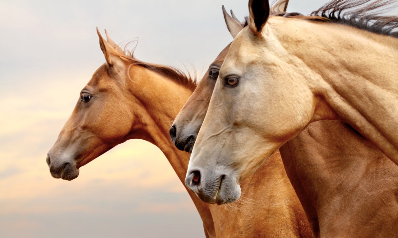 Пост любви к лошадям лошади, факты, фото