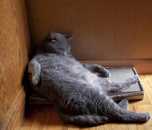 15 фотографий котов, которым всё равно, где спать