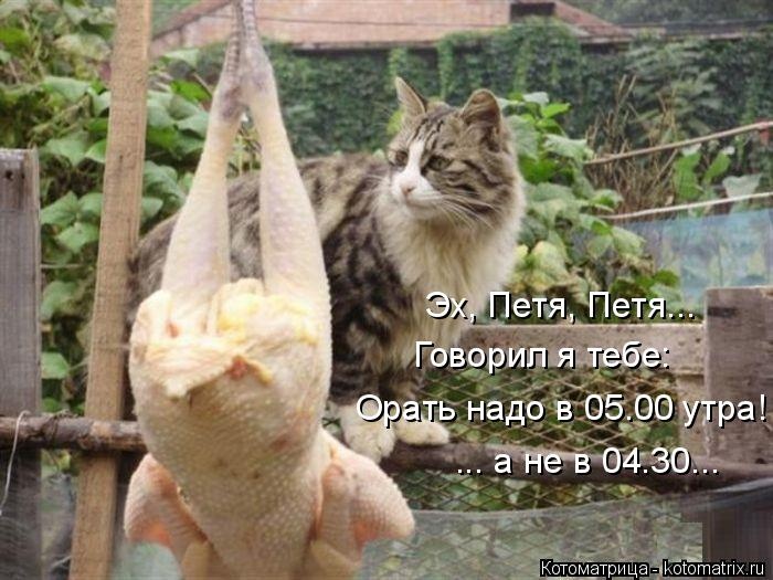 Санитар Васька (котоматрица) 40 фото Санитар Васька (котоматрица) 40 фото