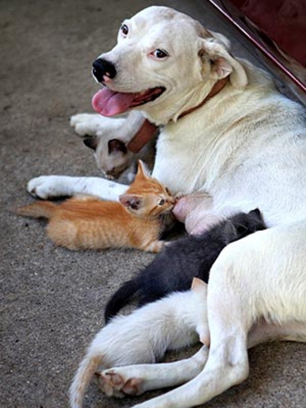 Кошки и собаки. Враги или друзья? животные, коты, кошки и собаки, прикол