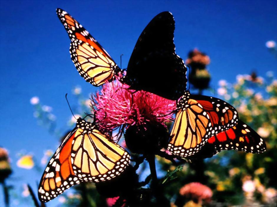 butterfly08 Миграция бабочек   монархов