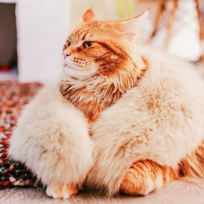 Всем, кому осенью очень не хватает солнца &mdash; Порция рыжих витаминок от теплого и большого кота!