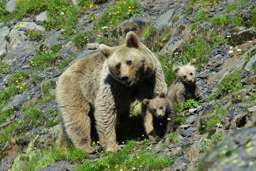 Кавказские медведи